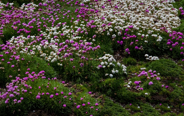 Armeria maritima, Seathrift .jpg